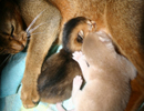 Abyssinian